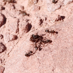 Anoplolepis steingroeveri