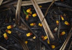 Pandanus solms-laubachii