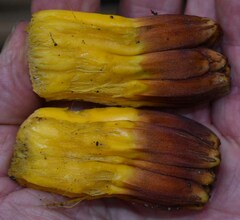 Pandanus solms-laubachii