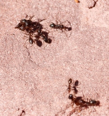 Anoplolepis steingroeveri