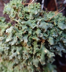Cladonia digitata