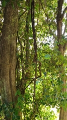 Myrtaceae