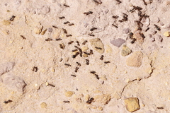 Anoplolepis steingroeveri