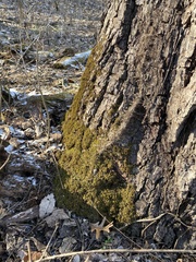 Pseudanomodon attenuatus