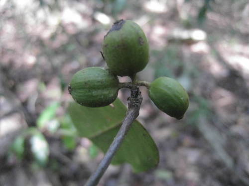 Coffea tetragona image