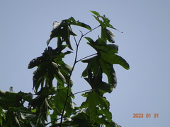 Triplochiton scleroxylon