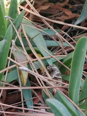 Pyronia cecilia