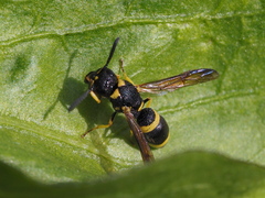 Allodynerus rossii