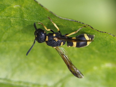 Allodynerus rossii