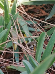 Pyronia cecilia