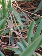 Pyronia cecilia