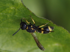 Allodynerus rossii