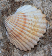Acanthocardia tuberculata
