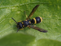 Allodynerus rossii