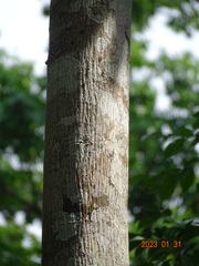 Triplochiton scleroxylon