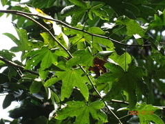 Triplochiton scleroxylon