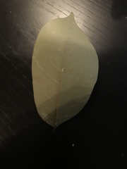 Magnolia acuminata
