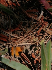 Pyronia cecilia