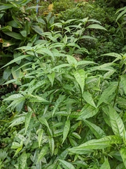 Pseuderanthemum latifolium