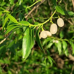 Vallesia glabra