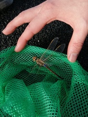 Anax ephippiger