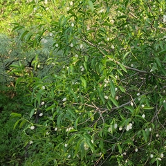 Vallesia glabra