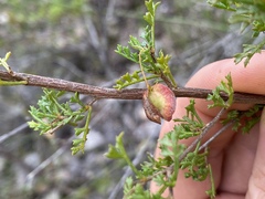 Dodonaea uncinata