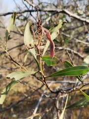 Acacia retinodes