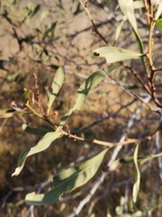 Acacia retinodes