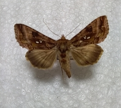 Autographa jota