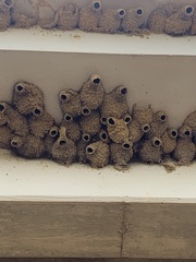 Petrochelidon pyrrhonota