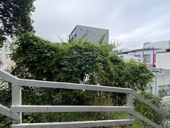 Clematis vitalba
