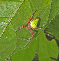 Eriophora nephiloides
