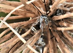 Colpa quinquecincta