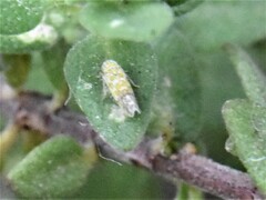 Eupteryx decemnotata