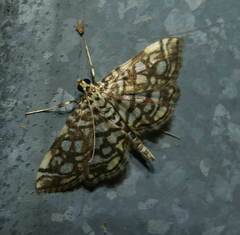 Lygropia rivulalis