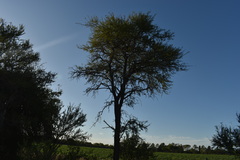 Prosopis