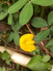 Arachis repens