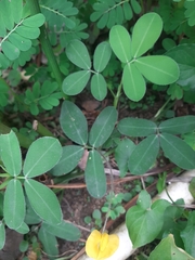 Arachis repens