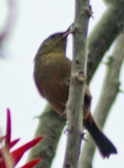 Diglossa baritula
