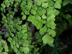 Adiantum