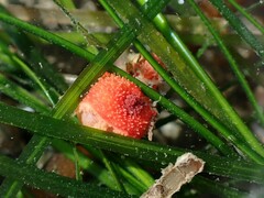 Lissothuria nutriens