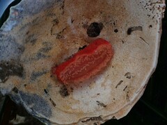 Lissothuria nutriens