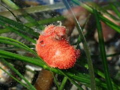 Lissothuria nutriens