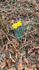 Narcissus pseudonarcissus
