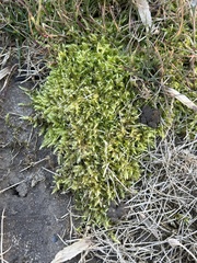 Brachythecium rutabulum