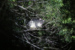 Trichosurus cunninghami