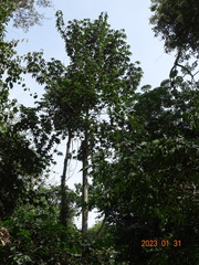 Triplochiton scleroxylon