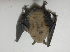 Myotis
