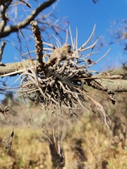 Tillandsia recurvata